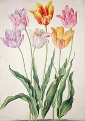 Tulpen, aus dem 